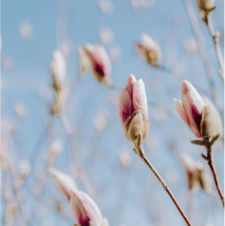 Step into Mother Nature's gift of beauty: flowers.